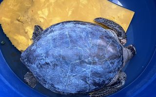 Een zeeschildpad in een blauwe grote ton waarin hij wordt verzorgd.