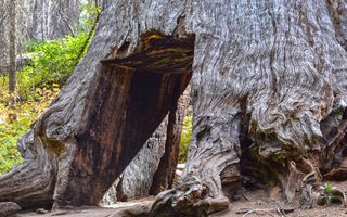Onderkant van een grote sequoiaboom met een doorgang door de brede stam.