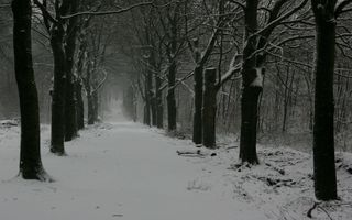 Foto van een besneeuwde laan in het bos.