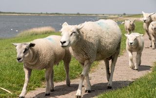 Schapen lopen achter elkaar op een pad over een dijk.