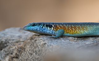 Een langgerekte, gladschubbige hagedis ligt plat op een rots. De kop is blauwgroen, het lichaam toont gele en blauwgroene tinten en loopt horizontaal door het beeld.