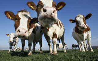 Foto van een wei met roodbonte koeien. Op de voorgrond kijken er vier direct in de lens.