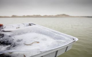 Een witte bak met daarin een aal hangt boven grijsgroen water. 