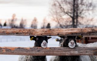 Twee schapen steken hun kop door een houten hek, tegen een winterse achtergrond