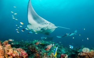 Onderwaterfoto van een mantarog die tussen kleurrijk koraal zwemt in helderblauw water.