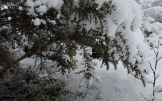 Stekelige plant met gele bloemetjes onder een dik pak sneeuw. 
