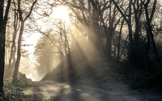 Een asfaltweg tussen twee verhoogde bermen met bomen. Door de bomen schijnt de zon.