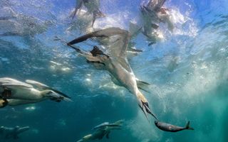 Witte zeevogels zwemmen onder water, eentje heeft bijna een grote vis te pakken. 