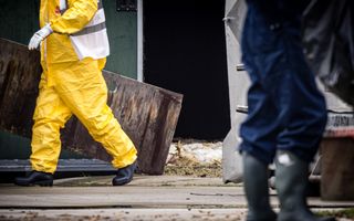 Mensen in veiligheidskleding, van wie je alleen het onderlichaam ziet, lopen bij een stal. Door een open deur zie je dode kippen liggen.