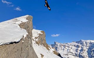 Jonge steenarend van onder gezien vliegend tegen een blauwe lucht. In de onderkant van het beeld zijn besneeuwde bergtoppen te zien.