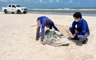 Twee onderzoekers in blauwe shirts op het strand bij een dode schildpad.