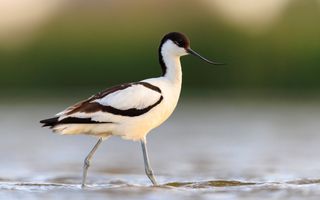 Zwart-witte vogel met opvallende gebogen snavel. Het dier loopt door een laagje water. 
