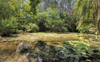 Een vijver, omringd door groene bomen waarin onder andere leliebladeren drijven. 