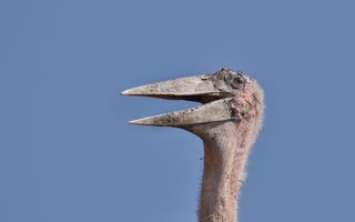 Kop van een maraboe gefotografeerd tegen een blauwe lucht. De vogel heeft een lange snavel die een stukje openstaat. Er kleeft vuil aan zijn snavel en rond zijn ogen. Kop en nek zijn grotendeels kaal, er groeit alleen iets pluizigs.