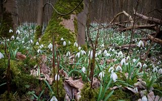 Sneeuwklokjes tussen de bomen.