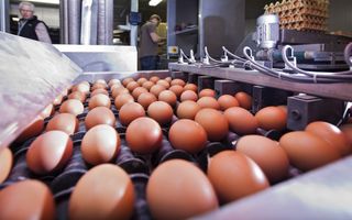 Bruine eieren rollen over een sorteerband. Op de achtergrond staat een stapel eiertrays.