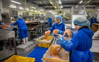 Vrouwen in blauwe overals halen moten zalm uit gele bakken en leggen die op een lopende band. 