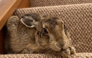 Een haas ligt op een traptrede: pootjes onder de kop, ogen open. 
