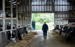 Een boer loopt in zijn stal tussen twee rijen koeien door in de richting van een open roldeur.