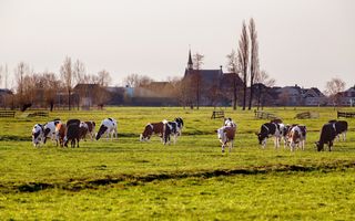 Koeien grazen in de groene wei op een bewolkte dag. Op de achtergrond is de kerktoren van de hervormde gemeente Molenaarsgraaf te zien.