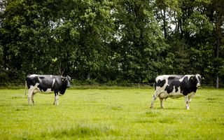 Twee koeien lopen in een weiland. Op de achtergrond staat een bomenrij.