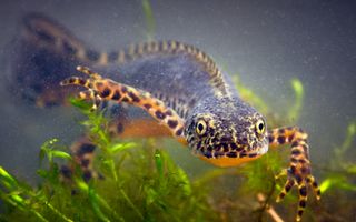 Een salamander met een opvallend oranje buik. Het diertje zwemt door het water, over een paar waterplantjes heen.