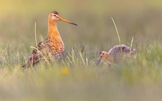 Een gekleurde vogel met een lange snavel, met rechts een jonge vogel.