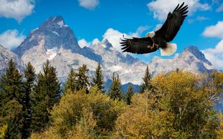 Een grote zwarte vogel met een witte kop en staart vliegt door de lucht. Onder hem staan talrijke bomen. Op de achtergrond kale rotsen en een blauwe lucht.