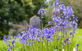 Blauwe bloemetjes in het gras met op de achtergrond een grafsteen.