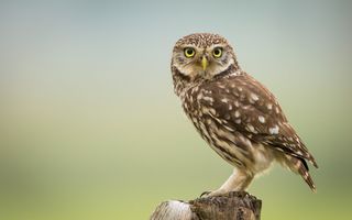 Bruine vogel met gele ogen op een houten paaltje.