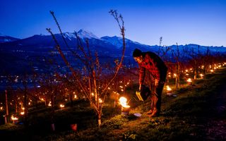 Man met gieter op een helling met fruitbomen in het donker