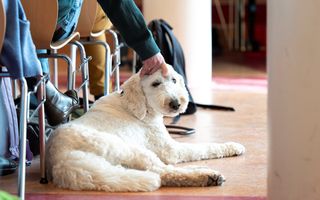 Hond ligt op vloer naast rij mensen.