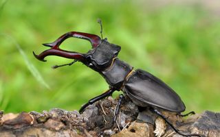 Vliegend hert boven op een stuk boomschors. De achtergrond is groen.
