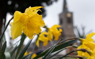 De bekende gele narcis, op de achtergrond, enigszins vervaagd, een ranke kerktoren.