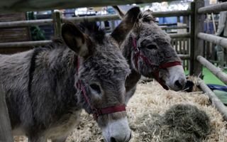 Twee ezels staan op stro binnen een houten hek.