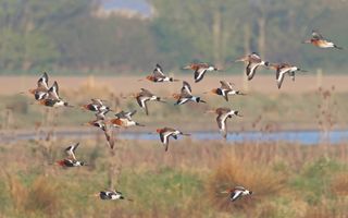 Een groep vogels vliegt boven een weiland. De vogels hebben een kastanjebruine kop, een lichtbruin lijf en zwart met witte vleugels.