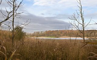 Een afbeelding met op de voorgrond riet en op de achtergrond water en op de horizon herfstige bomen