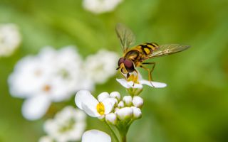 Een mannelijke zweefvlieg voedt zich met witte en gele bloemen in een zomertuin in het Verenigd Koninkrijk.