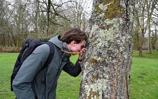 Een man kijkt door een loep naar een boom die is bedekt met korstmossen. 