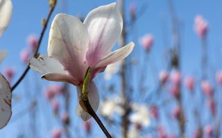 Een open bloem van een magnolia.