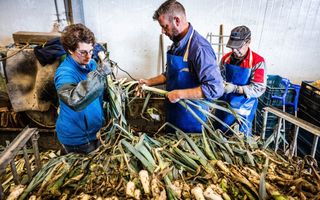 Drie mensen in blauwe overalls zijn bezig met een grote stapel prei.