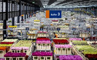 „Een eerlijke en vrij toegankelijke Europese interne markt is van groot belang voor Europa in het algemeen en voor Nederland in het bijzonder.” Foto: drukte in de veilinghal van Royal FloraHolland in Aalsmeer. beeld ANP, Remko de Waal