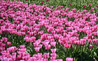 Veld met bloeiende roze tulpen.