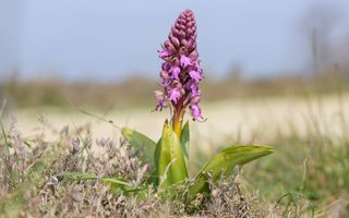 Een paarse orchidee met brede bladeren in een natuurgebied.