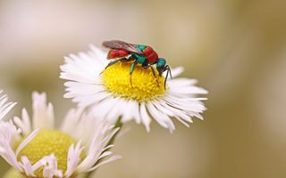 Een glanzende juweelwesp van dichtbij gefotografeerd op een witte bloem met geel hart. Het kleine insect heeft een opvallend metaalachtig lichaam dat glanst in groene, blauwe en soms roodachtige tinten.