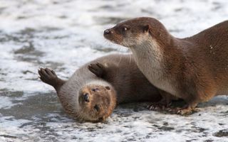 Twee otters spelend op het ijs.
