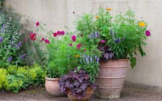 Terracotta potten met weelderig groen geveerd en paars blad en bloemen in allerlei kleuren.