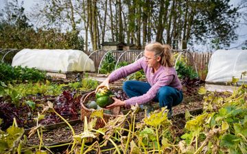 Een vrouw in een moestuin legt een pompoen in een mandje.