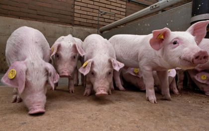 Število prašičev na Nizozemskem prvič po letu 1979 padlo pod 10 milijonov