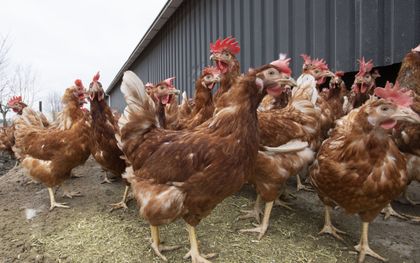 Zaradi ptičje gripe v Dodewaardu usmrtili več kot 160.000 piščancev